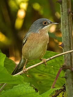 <span class="mw-page-title-main">Moltoni's warbler</span> Species of bird