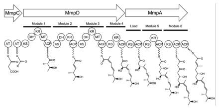 Figure 1. The domain structure of MmpA, MmpC, and MmpD for the synthesis of monic acid. The biosynthesis of monic acid is not colinear but has been rearranged in this diagram. The protein name is displayed inside of the arrow with module and domain structure listed below. ACP=acyl carrier protein, AT=acyl transferase, DH=dehydratase, ER=enoyl reductase, HMG=3-hydroxy-3-methylglutaric acid, MeT=methyl transferase, KR=ketoreductase, KS=ketosynthase, TE=thioesterase. Monic acid4.png