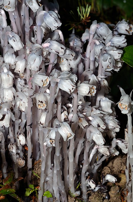 Photograph of a dense cluster of plants.