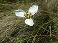 Moraea tricuspidata