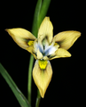 Moraea vegeta