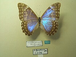 Morpho lympharis