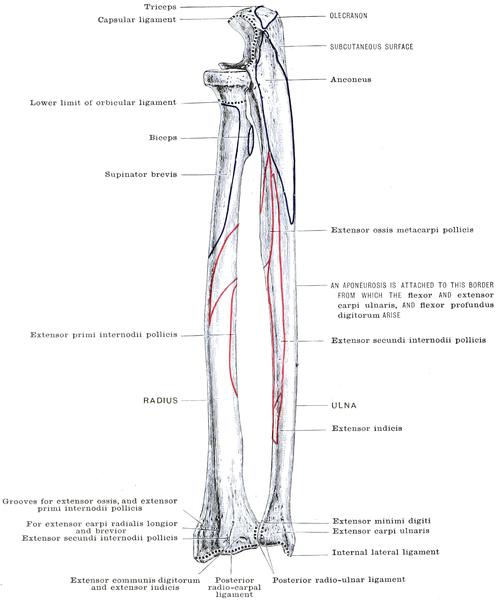 File:Morris' human anatomy (1898) - Fig 130.png