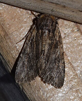 <i>Morrisonia confusa</i> Species of moth