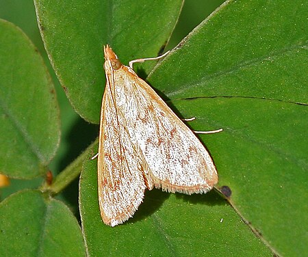 Tập_tin:Moth_from_Spilomelinae_under_Crambidae_W_IMG_2758.jpg