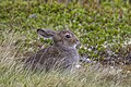 64 Mountain hare (Lepus timidus) Oppdal uploaded by Charlesjsharp, nominated by Charlesjsharp,  10,  0,  0