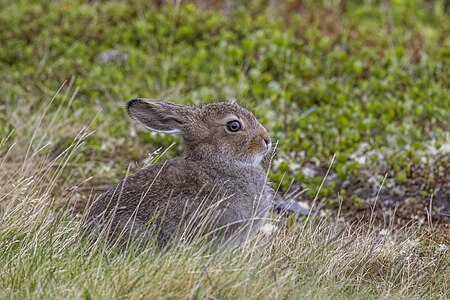 Mountain hare (Lepus timidus) Oppdal