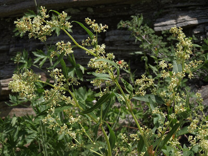 File:Mountain lace, Koenigia phytolaccifolia (22929349490).jpg