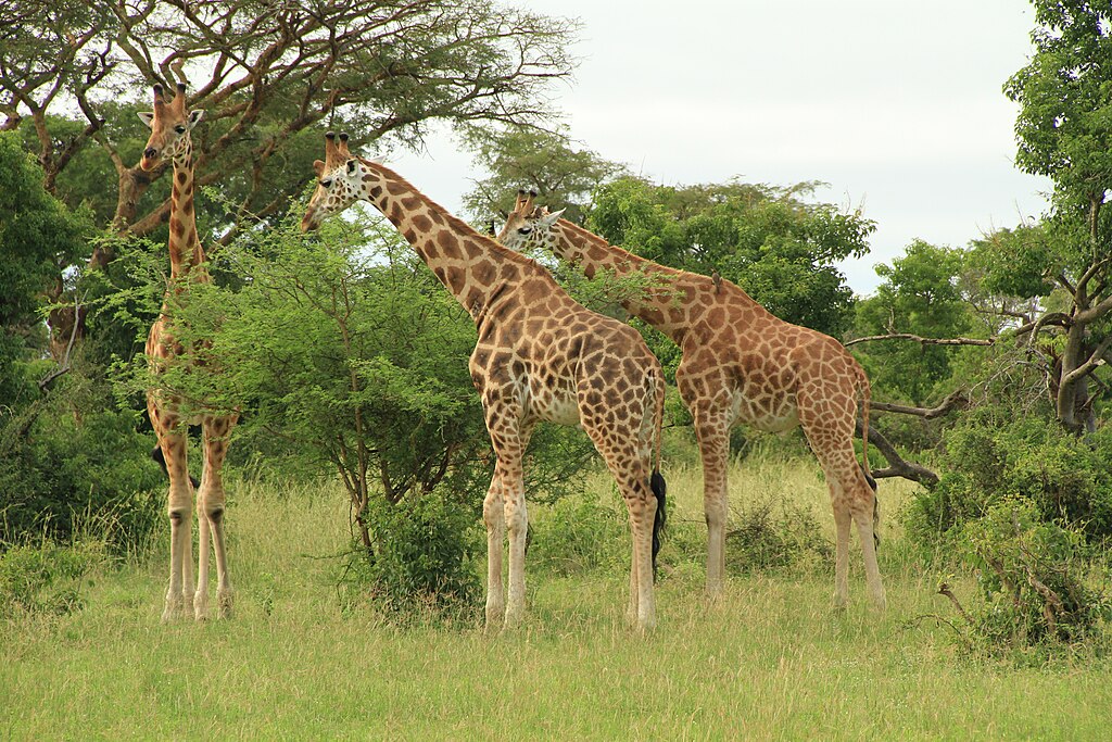 animals in murchison falls national park