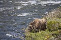 * Nomination Muskox (Ovibos moschatus) male in Dovrefjell NP --Charlesjsharp 14:28, 12 July 2023 (UTC) * Promotion Good quality --Jakubhal 15:09, 12 July 2023 (UTC)