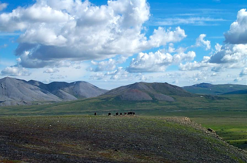 File:Muskox on the Tundra (9513684472).jpg