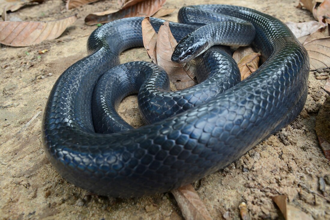 Clelia (snake genus)