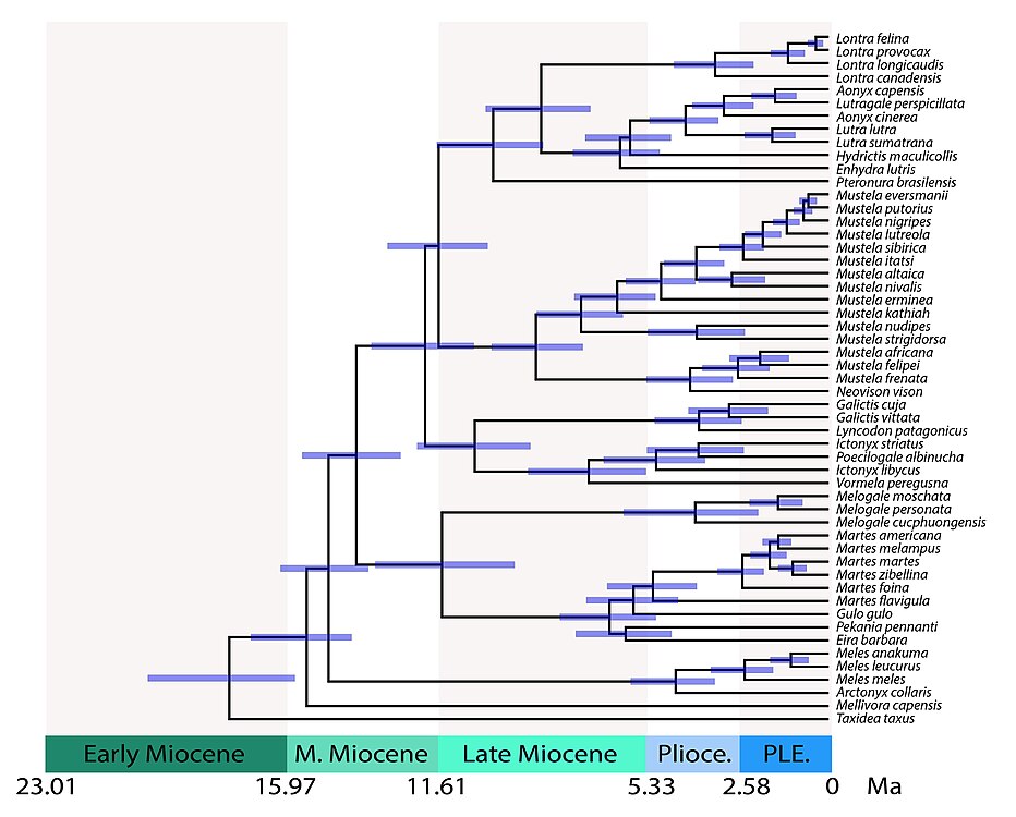 Árbol filogenético de Mustelidae con calibración temporal mostrando los tiempos de divergencia entre linajes. Distancias temporales: 28.8 millones de años (Ma) para mustélidos vs. prociónidos; 17.8 Ma para Taxidiinae; 15.5 Ma para Mellivorinae; 14.8 Ma para Melinae; 14.0 Ma para Guloninae + Helictidinae; 11.5 Ma para Guloninae vs. Helictidinae; 12.0 Ma para Ictonychinae; 11.6 Ma para Lutrinae vs. Mustelinae.[15]​