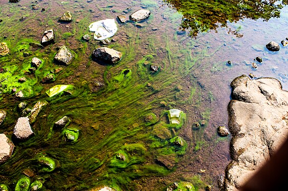 Algae wisps have slowly conformed to the almost-stagnant, laminar flow of water. Waste plastic and paper can also be seen in the same.