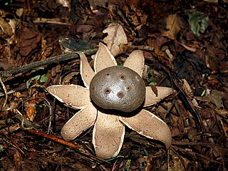 Myriostoma is a fungal genus in the family Geastraceae. The genus is monotypic, containing the single species Myriostoma coliforme. It is an earthstar, so named because the spore-bearing sac's outer wall splits open into the shape of a star. The inedible fungus has a cosmopolitan distribution, and has been found in Africa, Asia, North and South America, and Europe, where it grows in humus-rich forests or in woodlands, especially on well-drained and sandy soils. A somewhat rare fungus, it appears on the Red Lists of 12 European countries, and in 2004 it was one of 33 species proposed for protection under the Bern Convention by the European Council for Conservation of Fungi.