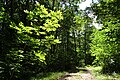 Lichter Wald im Naturschutzgebiet