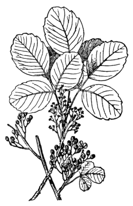 Tập_tin:NSRW_Poison-Oak.png