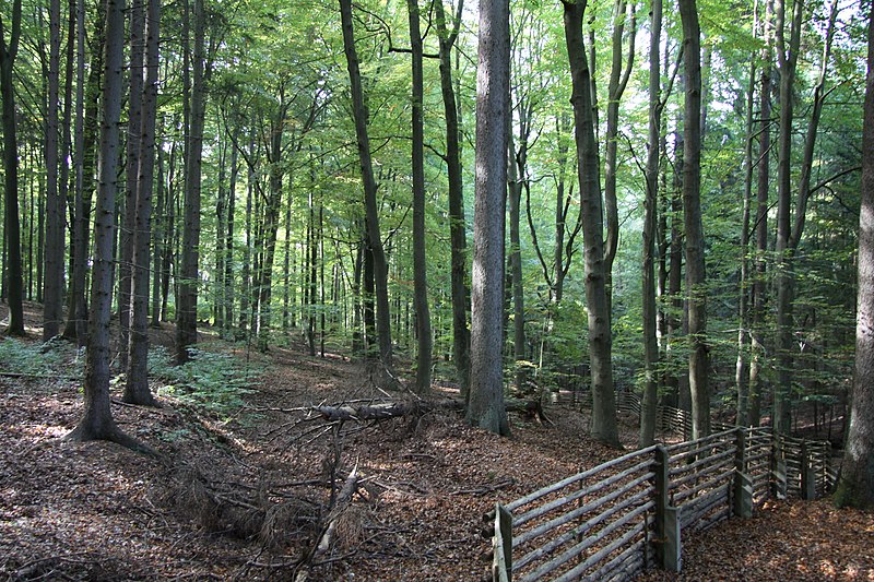 File:Natural monument Rukavecska obora (3).JPG
