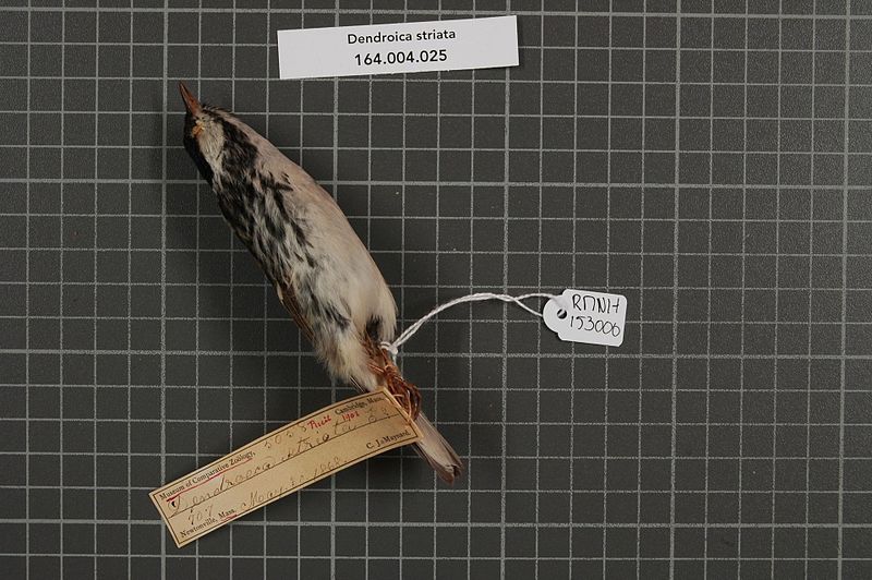 File:Naturalis Biodiversity Center - RMNH.AVES.153000 1 - Dendroica striata (Forster, 1772) - Parulidae - bird skin specimen.jpeg