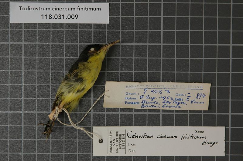 File:Naturalis Biodiversity Center - RMNH.AVES.35036 1 - Todirostrum cinereum finitimum Bangs, 1904 - Tyrannidae - bird skin specimen.jpeg