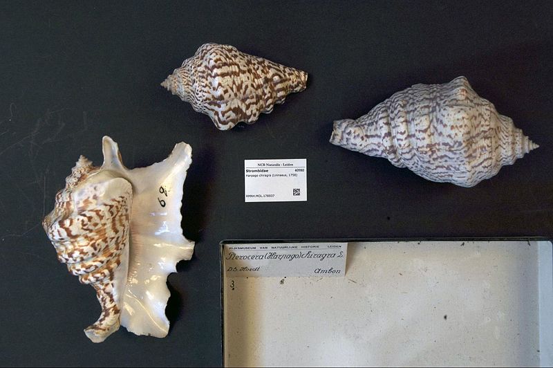 File:Naturalis Biodiversity Center - RMNH.MOL.178937 - Harpago chiragra (Linnaeus, 1758) - Strombidae - Mollusc shell.jpeg