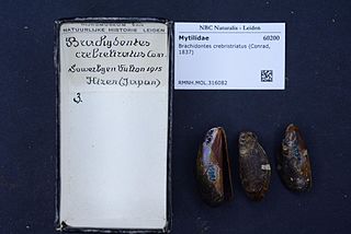 <i>Brachidontes crebristriatus</i> Species of mollusc