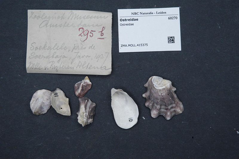 File:Naturalis Biodiversity Center - ZMA.MOLL.415375 - Ostreidae - Ostreidae - Mollusc shell.jpeg