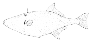 <span class="mw-page-title-main">Chinaman-leatherjacket</span> Species of fish