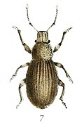 Neocnemis occidentalis