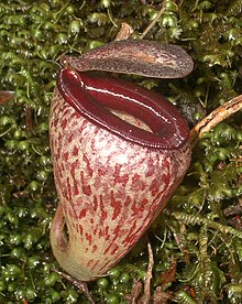 Nepenthes tenuis5.jpg
