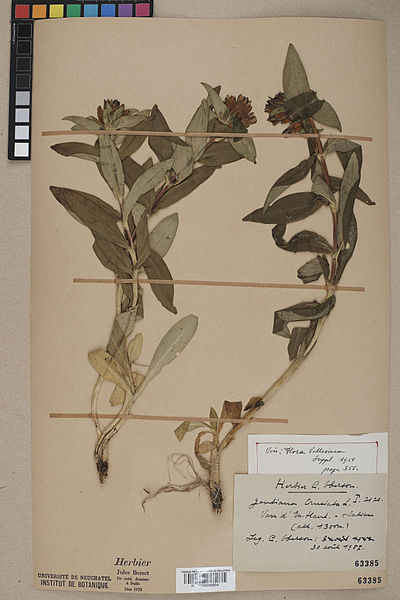 File:Neuchâtel Herbarium - Gentiana cruciata - NEU000040854.jpg