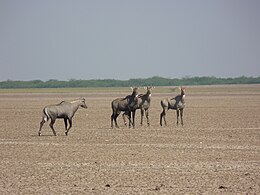 કચ્છનું રણ