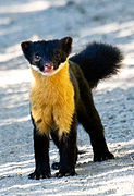 Black and yellow mustelid on the ground