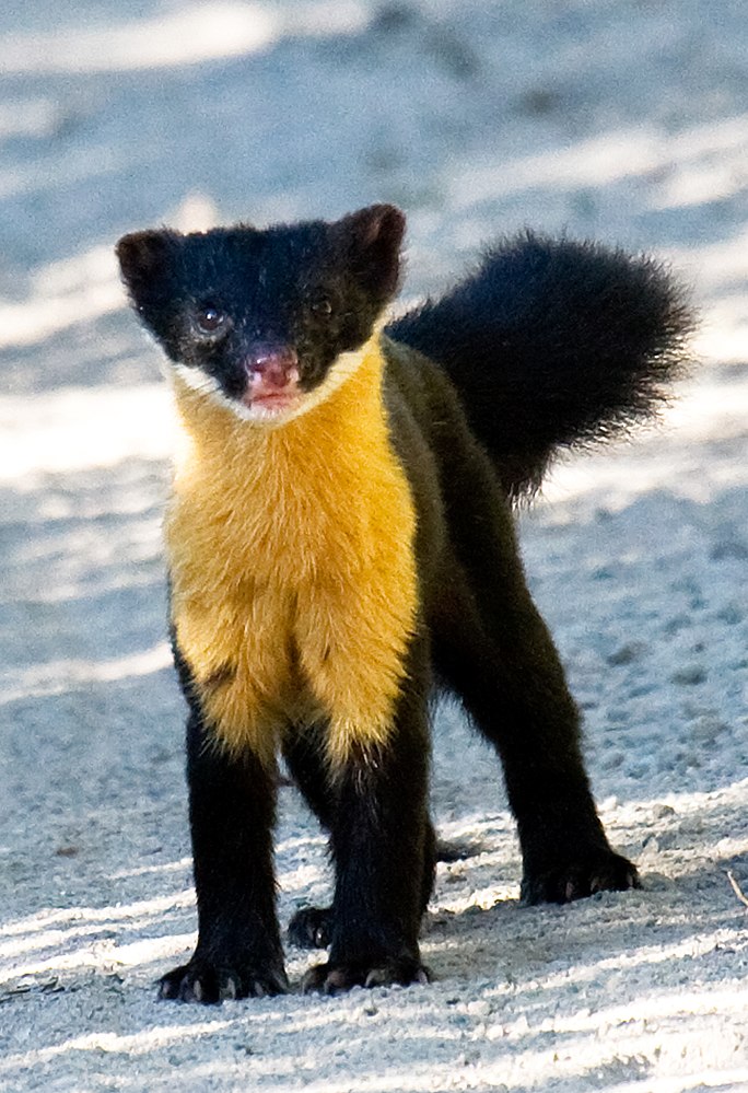 The average adult weight of a Nilgiri marten is 2.04 kg (4.5 lbs)
