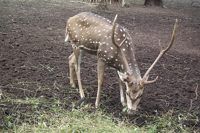 File:Nisargadhama deer park 6595.JPG