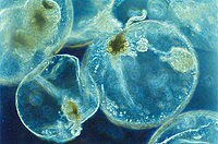 Miniatyrbild för Dinoflagellater