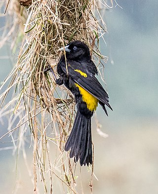 <span class="mw-page-title-main">Mountain cacique</span> Species of bird