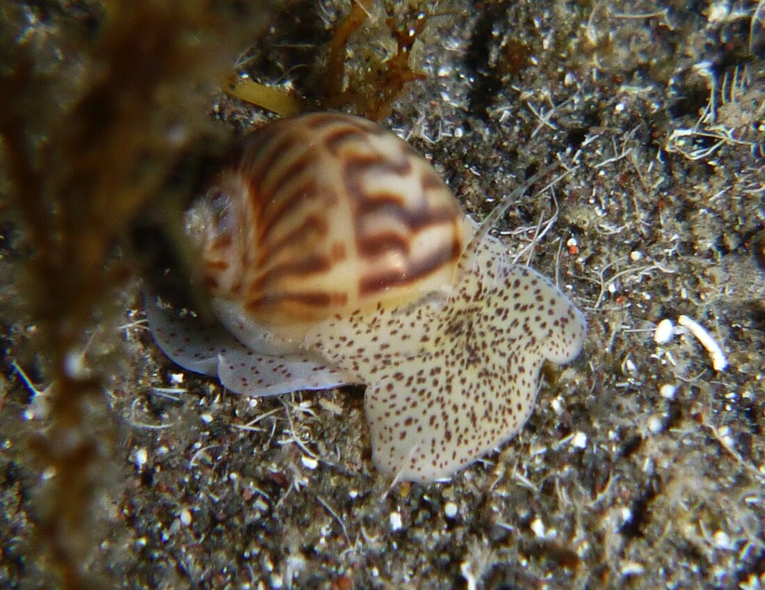 Notocochlis gualteriana