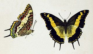 <i>Charaxes hansali</i> Species of butterfly