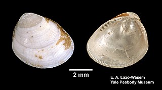 <i>Nucula proxima</i> Species of bivalve