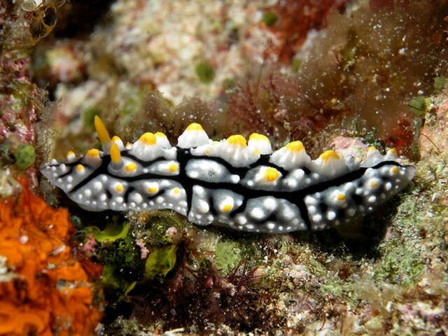 File:Nudibranch_komodo.jpg