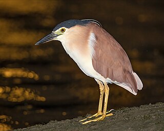 <span class="mw-page-title-main">Nankeen night heron</span> Species of bird