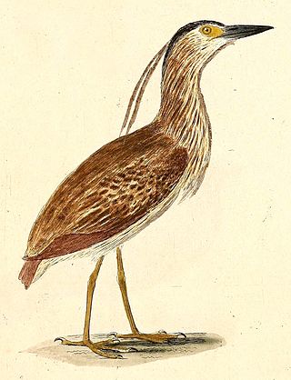 <span class="mw-page-title-main">Bonin nankeen night heron</span> Extinct subspecies of bird