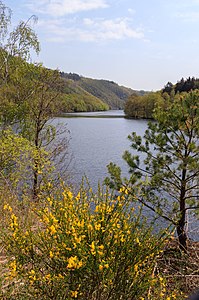 Obersee (Rur)