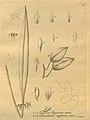Octomeria grandiflora (as syn. Octomeria seegeriana) plate 257, fig. I 1-6 in: H. G. Reichenbach: Xenia orchidacea - vol. 3 (1900)