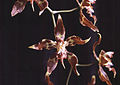 Oncidium cristatum flowers