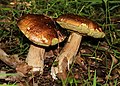 * Nomination Cep, old fungi (1) -- George Chernilevsky 20:41, 10 June 2019 (UTC) * Promotion GQ --Palauenc05 21:03, 10 June 2019 (UTC)