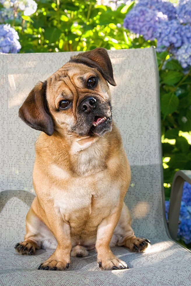 Platypus Vs Puggle What S The Difference Ask Difference