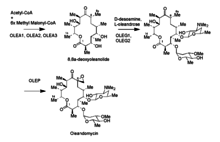 Post-polyketide tailoring of 8,8' deoxyoleanolide to form oleandomycin Oleandomycin Synthesis 2.png