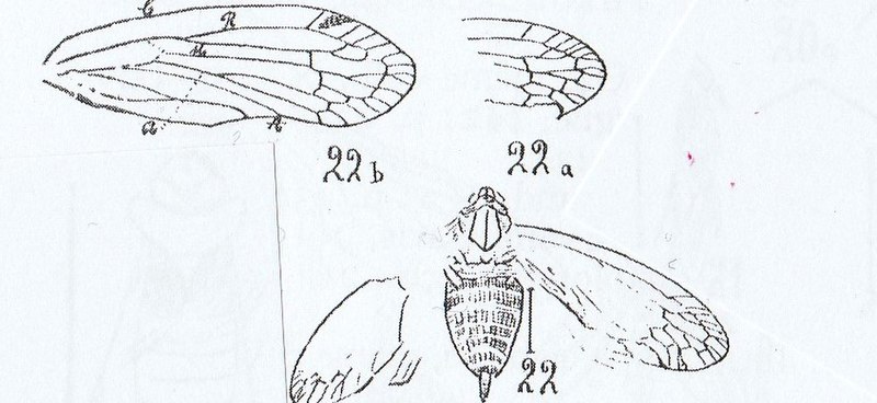 File:Oligonila Försteri N. THEOBALD. Holotype (Nov. Gen.).jpg